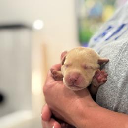 2nd Pick Yellow Male - Yellow male Labrador Retriever puppy in Winchester, Kentucky from Bourbon Country Retrievers