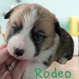 Rodeo - Red Pembroke Welsh Corgi puppy in Berkeley Springs, West Virginia from Hummingbird Farm