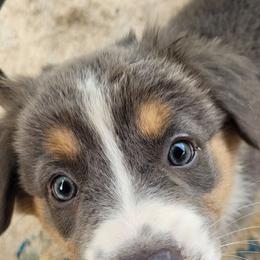 Faith - Dilute blue female Australian Shepherd puppy in Bangs, Texas from Red Wagon Aussies