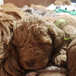 Pearl - Apricot female Labradoodle puppy in Fostoria, Michigan from North Country Kennel Club