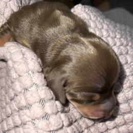 Princess - Chocolate and tan female Dachshund puppy in El Cajon, California from Lisa Buxton