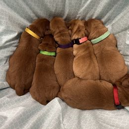 Labrador Retriever Puppies from Copper Clover Labradors