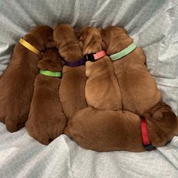 Labrador Retriever Puppies from Copper Clover Labradors