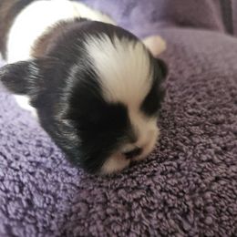 Boy 1 - Brindle male Shih Tzu puppy in Little Falls, Minnesota from Tough Shih
