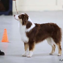 Australian Shepherd and Miniature Australian Shepherd All Grown Up from Ross Ranch Mini and Standard Aussie's