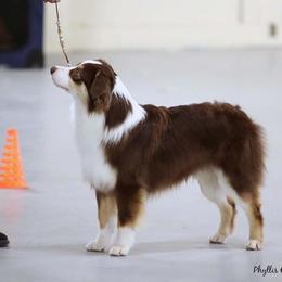 Australian Shepherd and Miniature Australian Shepherd All Grown Up from Ross Ranch Mini and Standard Aussie's