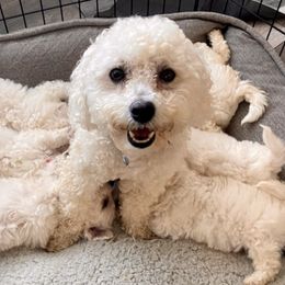 Bichon Frises from Thayne & Co Puppies