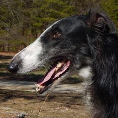 Borzoi All Grown Up from Avalon