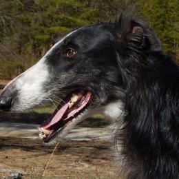 Borzoi All Grown Up from Avalon