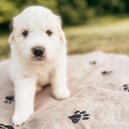 Boy 6 - Great Pyrenees puppy in New Palestine, Indiana from Hitchcock Homestead