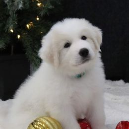 Great Pyrenees Puppies from Imac Great Pyrenees