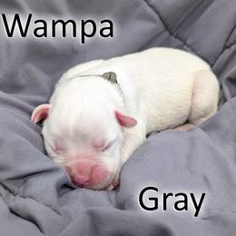 Wampa - Gray - White male Boxer puppy in Sherrill, Iowa from Balltown Boxers