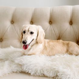 Dachshund Puppies from English Cream Dachshunds