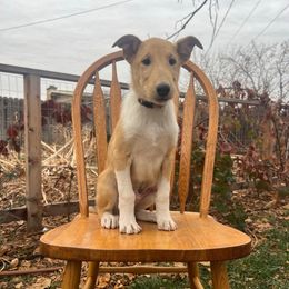 Rocky Road - Sable male Collie puppy in Provo, Utah from Cor Collies