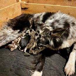 Australian Shepherd puppies from Yucca Blossom Pups