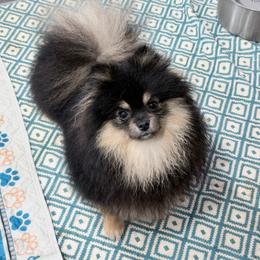 Reign - Black and tan male Pomeranian puppy in Coleman, Oklahoma from Pretty Poms