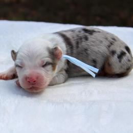 Ruby - Blue merle female Miniature Australian Shepherd puppy in Bauxite, Arkansas from J & B Mini Aussies