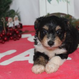 Candy - Black tri-color female Aussiedoodle puppy in Tuscola, Illinois from Dream on puppies