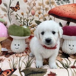 Ares - Light golden male Golden Retriever puppy in Katy, Texas from Tails of Cypress