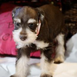 Mr. Redd - Liver male Miniature Schnauzer puppy in Pensacola, Florida from Reservoir Dogs