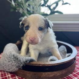 Shell - White and blue merle female Bordoodle puppy in Valley Center, California from Circle R Valley Bordoodls