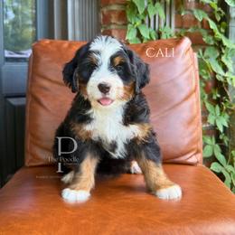 Cali - Tri-color female Bernedoodle puppy in Tulsa, Oklahoma from The Poodle Co. Raising Doodles & Poodles