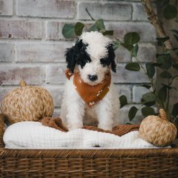 Seagrass (Green) - Black and white male Sheepadoodle puppy in Newport Beach, California from High Desert Doodles