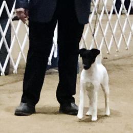 LuLu - Smooth Fox Terrier