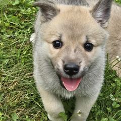 Orange Collar girl - Wheaten female Norwegian Buhund puppy in Milford, Michigan from Zodiac Ranch