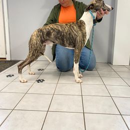 MICKEY - Whippet