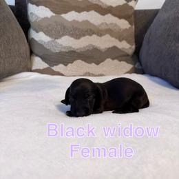 Black widow - Black female Dachshund puppy in Atwater, California from Dachshunds of cali