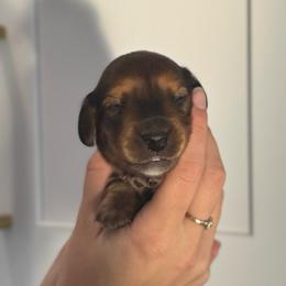 Shaded Red- Ruby- 3500 - Red female Dachshund puppy in North Branch, Michigan from Monarch Miniature Dachshunds