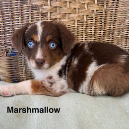 Boy 2 - Red merle male Miniature Australian Shepherd puppy in Roseville, California from Golden State Mini Aussies