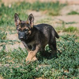 Silver - Sable female German Shepherd puppy in Rolling Hills, Wyoming from Wyohaus German Shepherds