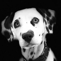 Gretta - Dalmatian
