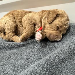 Muffin - Yellow and white female Bernedoodle puppy in Macon County, North Carolina from Mountain Doodles
