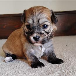 Anise - Red sable female Havanese puppy in Kinston, North Carolina from Court Jester Havanese and Prissy Diva Russian Salon Dogs