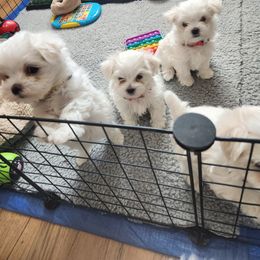 Maltese Puppies from Arizona Maltese Gems