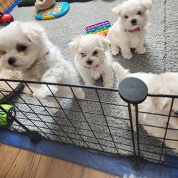 Maltese Puppies from Arizona Maltese Gems