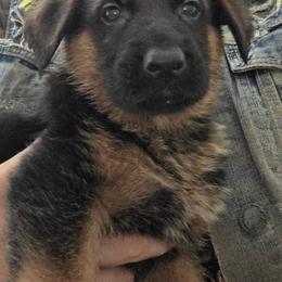Max (Service Dog Ready) - Black and red male German Shepherd puppy in Jamesville, New York from Mark Carfagno's Pups