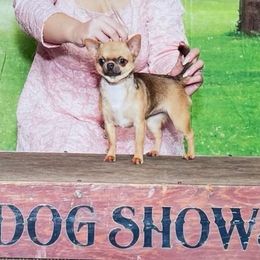 Jackie - Chihuahua