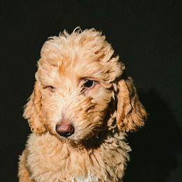 Collar - Cream male Goldendoodle puppy in Kileen, Texas from Cooper Goldendoodle