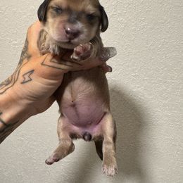 Female 1 - Chocolate female Dachshund puppy in Rio, Wisconsin from 3k Corgis and Miniature Dachshunds