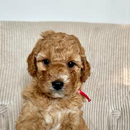 Red - Cream female Goldendoodle puppy in New Britain, Connecticut from Goldendoodles Stars LLC
