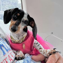 Dachshunds from Larsh L❤️VE Miniature Dachshunds