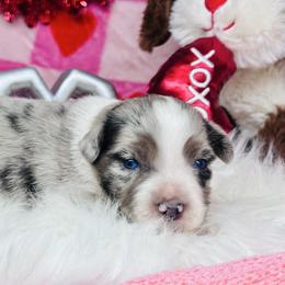 Kimber - Blue merle female Miniature Australian Shepherd puppy in Wauchula, Florida from Sun & Moon Aussies