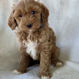 Girl 1 - Apricot female Goldendoodle puppy in Lapeer, Michigan from Doodle All Day