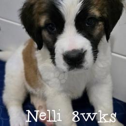 Nelli - White and brown female Saint Bernard puppy in Kaukauna, Wisconsin from Holtz Family Saints