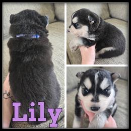 Lily - Black and white female Siberian Husky puppy in Merrill, Michigan from Haase Family Kennels