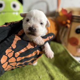 Boy 1 - White male Miniature Schnauzer puppy in Brownwood, Texas from Texas Dreams Mini Schnauzers
